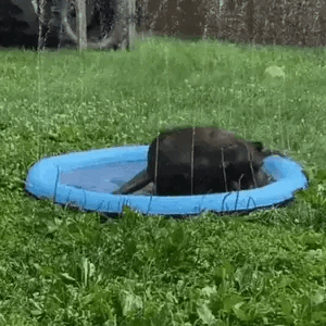 AquaPaws™ Dog Splash Pad