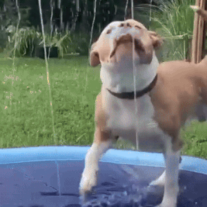 AquaPaws™ Dog Splash Pad