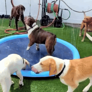 AquaPaws™ Dog Splash Pad