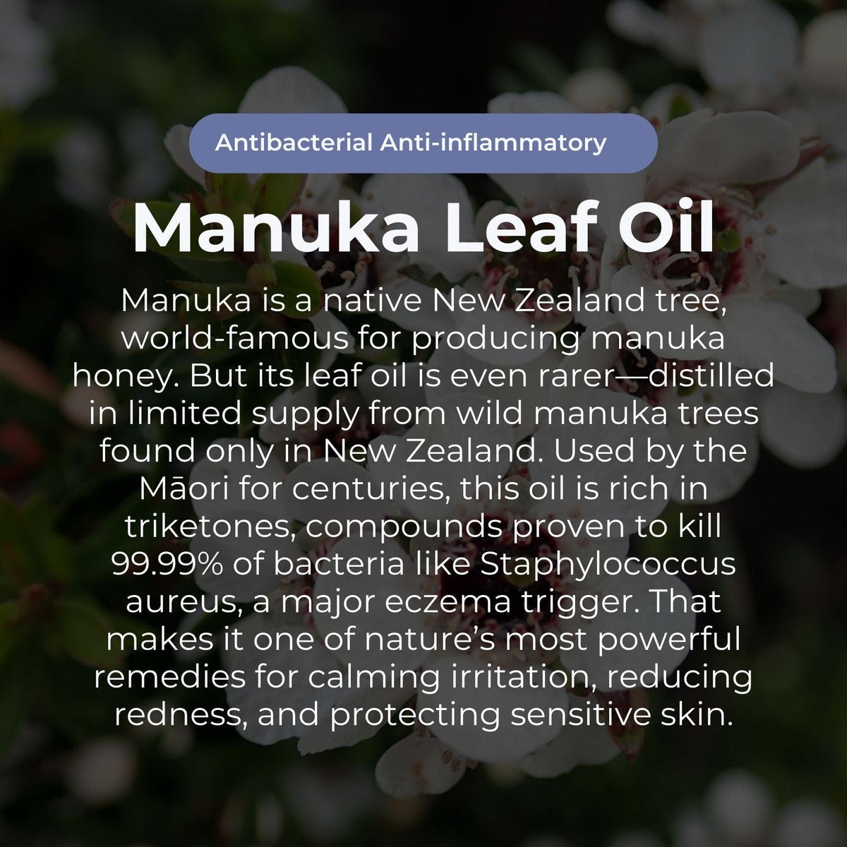 Miracle Manuka Daily Defence Cream For Dry, Itchy Skin – 8.8 Oz